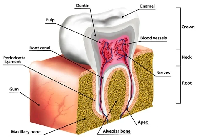 بافت دندان چیست